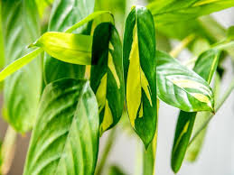 Image result for Maranthes floribunda