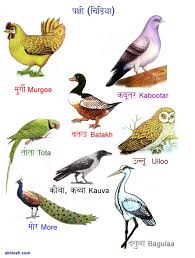 Animal Names In Hindi Love The Drawings See More At
