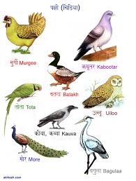 animal names in hindi love the drawings see more at