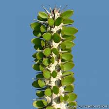 Image result for Alluaudia procera