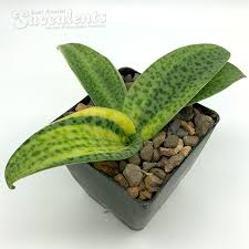 Image result for Drimiopsis