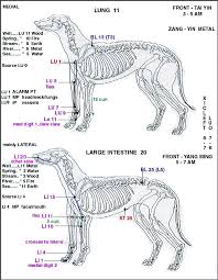 Pin By Lisa Edens Tan On Dog Acupuncture Points