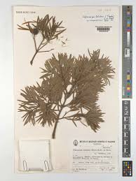 Image result for Afrocarpus falcatus