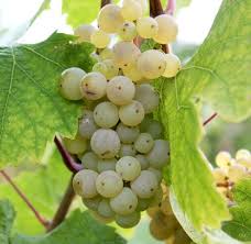 15 Types Of Grapes To Know Eat And Drink Food Republic
