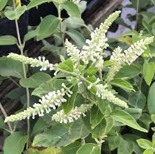 Image result for Aloysia
