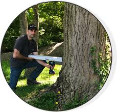 Find bellmore apartments, condos, town homes, single family homes and much more on trulia. Tree Service North Shore Long Island Glen Head Ny