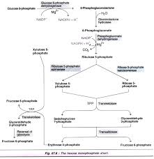 Metabolism Of Carbohydrates 10 Cycles With Diagram