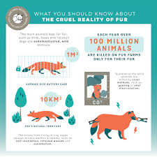 Animal Infographics Google Search In 2020 Animal Infographic Wildlife Infographic Raccoon Illustration