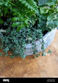 Image result for Asplenium gemmiferum