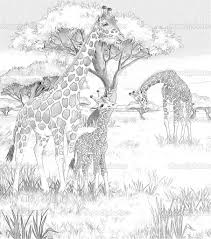 Elephant bird giraffe alpaca panda owl zentangle coloring pages for adults, teenagers, tweens, older kids, boys, & girls, zendoodle and seniors for art color therapy 66. Giraffe Animal Coloring Pages For Adults