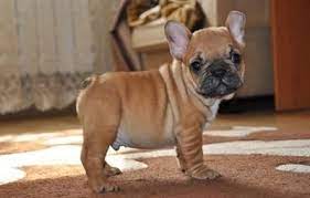 Check spelling or type a new query. Oregonlive Com Classifieds Search Results French Bulldog Puppies Bulldog Puppies Bulldog Puppies For Sale