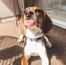 Pin By Mystic Girl On Beagle In 2020 Beagle Puppy Baby Beagle Beagle