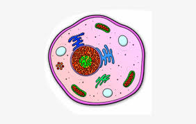Animal cell parts easy drawing. Collection Of Cell Transparent High Quality Animal Cell Cartoon Drawing Png Image Transparent Png Free Download On Seekpng