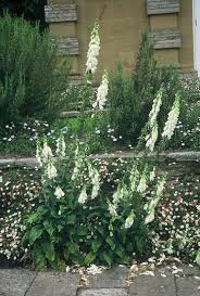 Image result for Digitalis purpurea alba/ red spots