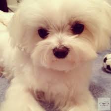 Madison Nestor (man98)