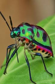 What S The Difference Between Bugs And Insects What Difference Between Bug Animals Besouro Insetos Bichos Estranhos