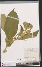 Image result for Phragmanthera crassicaulis