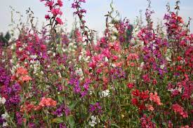 Clarkia Flower Quotes Best Flower Wallpaper
