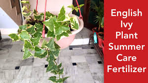Stem cuttings can be used to propagate the plants. English Ivy Plant Care N Fertilizer Succulents Summer Care How To Save Succulents In Summer Youtube