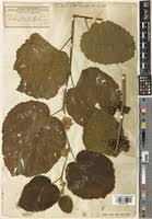 Image result for Grewia herbacea