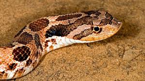 Normal the wildtype colouration of the western hognose snake. Hognose Snakes 9 Amazing Facts And Complete Care Guide