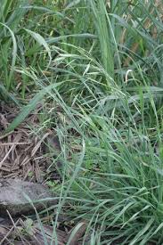 Image result for Bromus catharticus