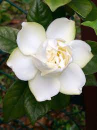 gardenia 梔子花 flowers plants drawing inspiration
