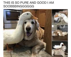 51 Funny Memes To Keep You Laughing Happy Animals Funny Animals Funny Animal Memes