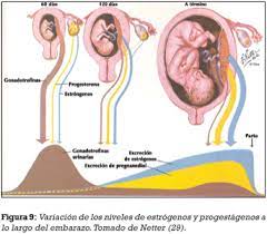 Cambios Hormonales Asociados Al Embarazo Afectacion Gingivo Periodontal