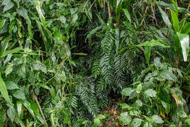 Image result for Lomariopsis