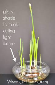 How To Grow Paperwhites Indoors Whats Ur Home Story Paperwhites Planting Flowers Container Gardening