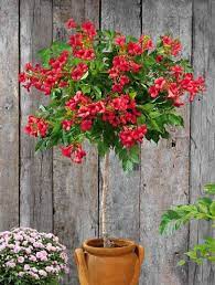 Les arbustes pour balcons et terrasses supportent très bien la culture en bac. Bignone Rouge Sur Tige Arbuste Decoratif Arbuste Arbuste Sur Tige