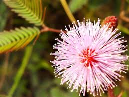 Image result for hoa máº¯c cá»¡
