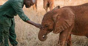 How Can I Help Elephants?