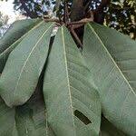 Image result for Ficus saussureana