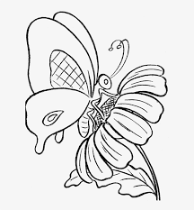 In this class we will draw a beautiful butterfly fluttering around the flowers on a sunny summers day. Butterfly And Sun Flower Coloring Print Drawing Of A Butterfly On A Flower Transparent Png 606x806 Free Download On Nicepng