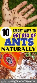 How To Get Rid Of Ants In Natural Ways That Are Not Harmful To The Environment Getridofants Ants Hacks In 2020 Get Rid Of Ants Rid Of Ants Ant Remedies