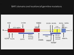 Bap1 was expressed in all benign mesothelial tumors, whereas 139/212 (66%) mesotheliomas were bap1 negative, especially in epithelioid/biphasic . Overview Of Bap1 Cancer Predisposition Syndrome And The Relationship To Uveal Melanoma Sciencedirect