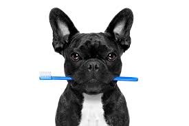 Periodontal, and dental disease in bulldogs is usully caused by bacteria. French Bulldog Teeth Teething Caring For Their Teeth Fun Facts Happy French Bulldog