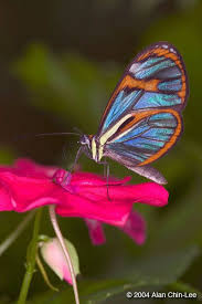 Flmnh Butterfly Rainforest Image Gallery Search Results Beautiful Butterflies Butterfly Flowers Butterfly