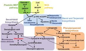Olive Phenolic Compounds Metabolic And Transcriptional Profiling During Fruit Development Springerlink
