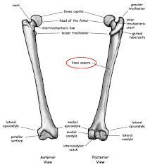 In addition we discuss the clinical relevance of the muscle. Module 2 Lower Extremity Orthopedic Imaging