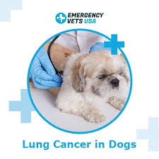It hurts, and feels hopeless, but it's important to remember that it's not necessarily the end of the journey. Lung Cancer In Dogs Signs Symptoms When To Euthanize