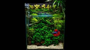 Top 18 fish for nano aquarium betta fish Nano Tank My Jungle Style Nano Aquarium Youtube