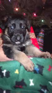 Maybe you would like to learn more about one of these? Heritaj Kennels German Shepherd Dog Breeder Prescott Chino Valley Arizona