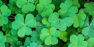 To date, shamrock fighting championships has held 116 events and presided over approximately 411 matches. What Is A Shamrock And How Did It Become Ireland S National Symbol Shamrock Craic