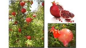 Maybe you would like to learn more about one of these? Rahsia Delima Minuman Delima Golshan