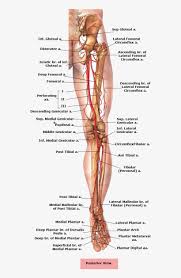 71 body parts in english and spanish. Picture Royalty Free Stock Anatomical Drawing Femur Legs Body Parts Name 600x1330 Png Download Pngkit