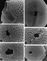 Image result for Heinsia zanzibarica