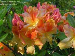 Plantfiles Pictures Azalea Golden Flamme Rhododendron By Todd Boland Fall Plants Plants Azaleas